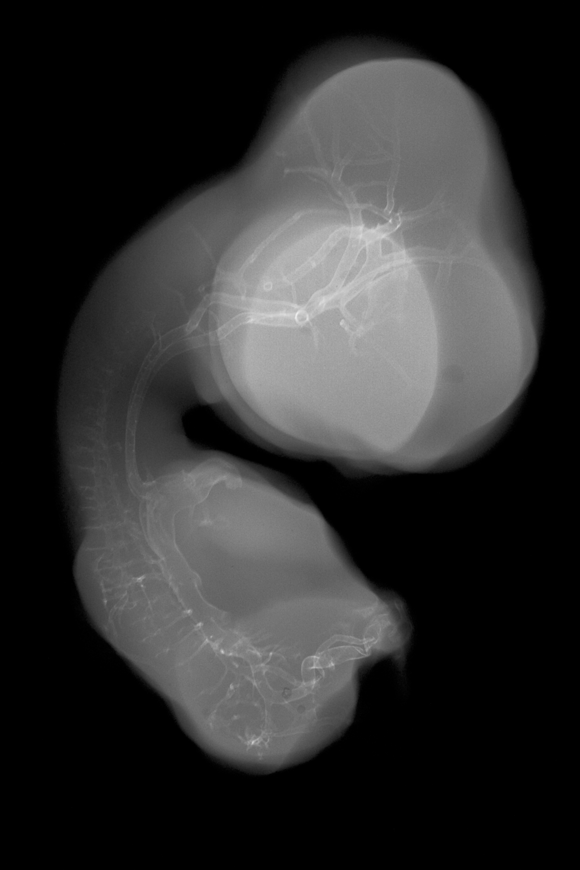 stage 30 chick embryo x-ray